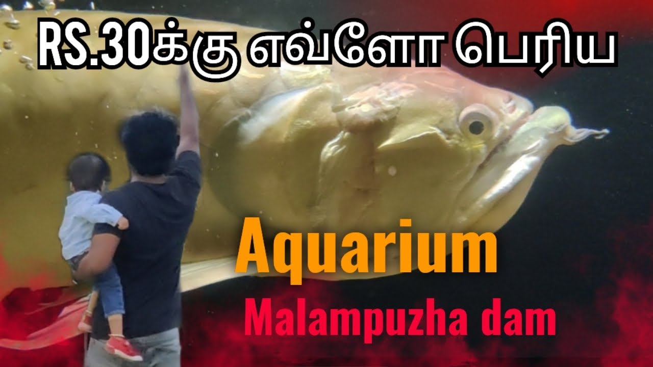 Aquarium | Malampuzha dam | 1/2 day trip from kovai 📍