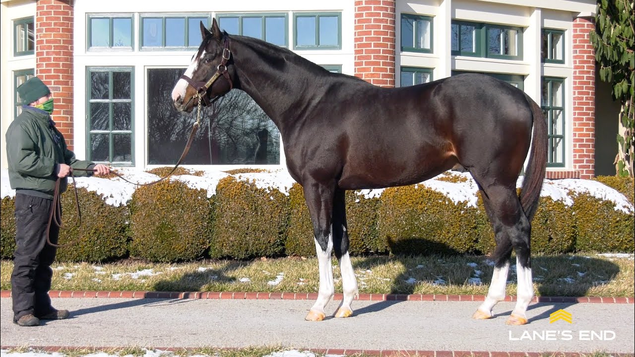 HONOR A. P. - Walking Video