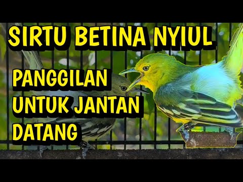 SIRTU BETINA paling ampuh menaikkan birahi dan emosi sirtu jantan❗segera putar