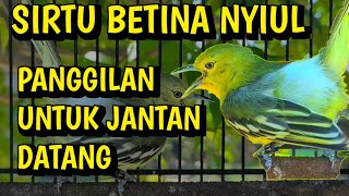 SIRTU BETINA paling ampuh menaikkan birahi dan emosi sirtu jantan❗segera putar