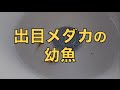 出目メダカの幼魚　メダカ販売店　めだか藁屋 の動画、YouTube動画。
