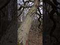 Oak tree falling  lands on camera
