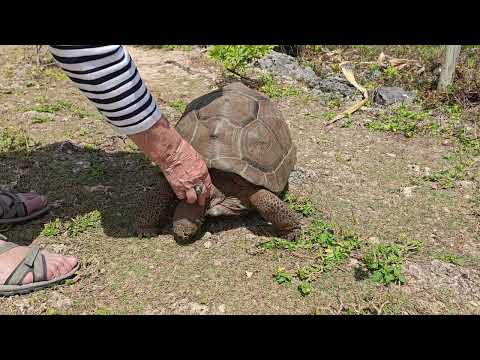 Miniature de Réserve François Leguat à Rodrigues : tortues géantes et Grande Caverne