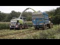 Maize 2021 - Claas 960 Jaguar Harvester Chopping Maize