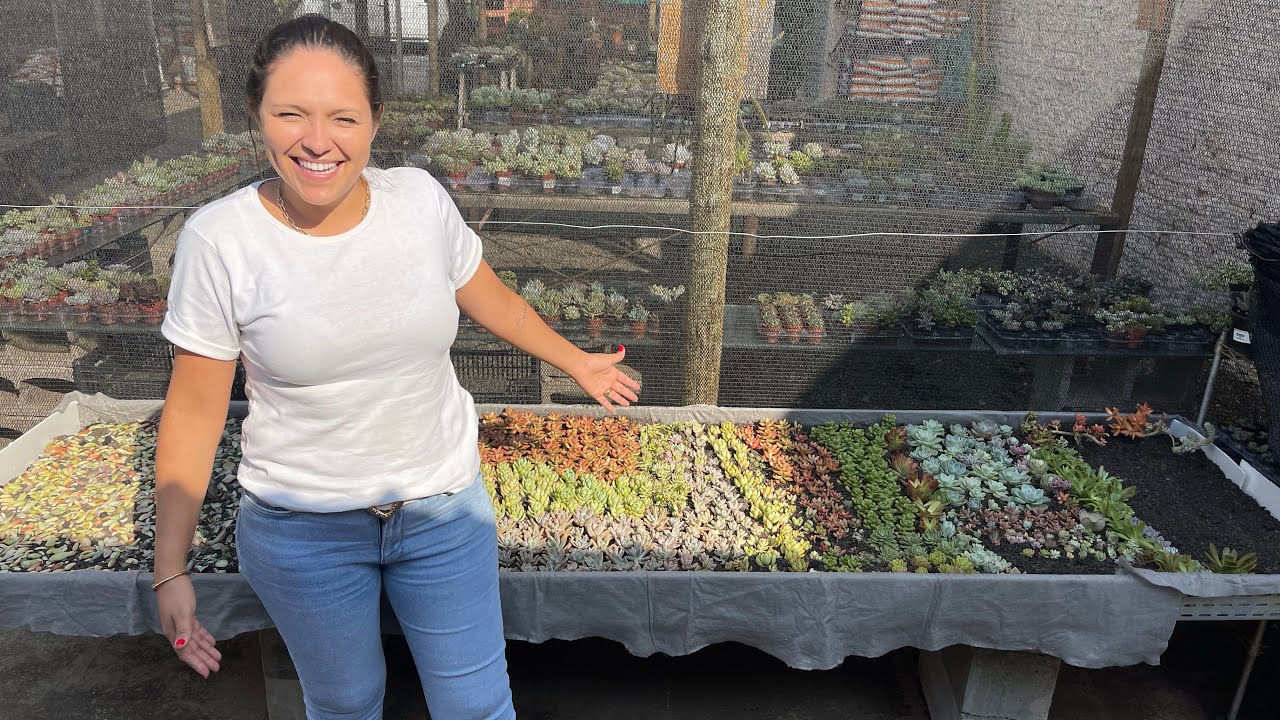 FAZENDO UM CANTEIRO DE SUCULENTAS