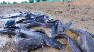 amazing fishing! catch a lots of catfish in little water catch by hand a fisherman
