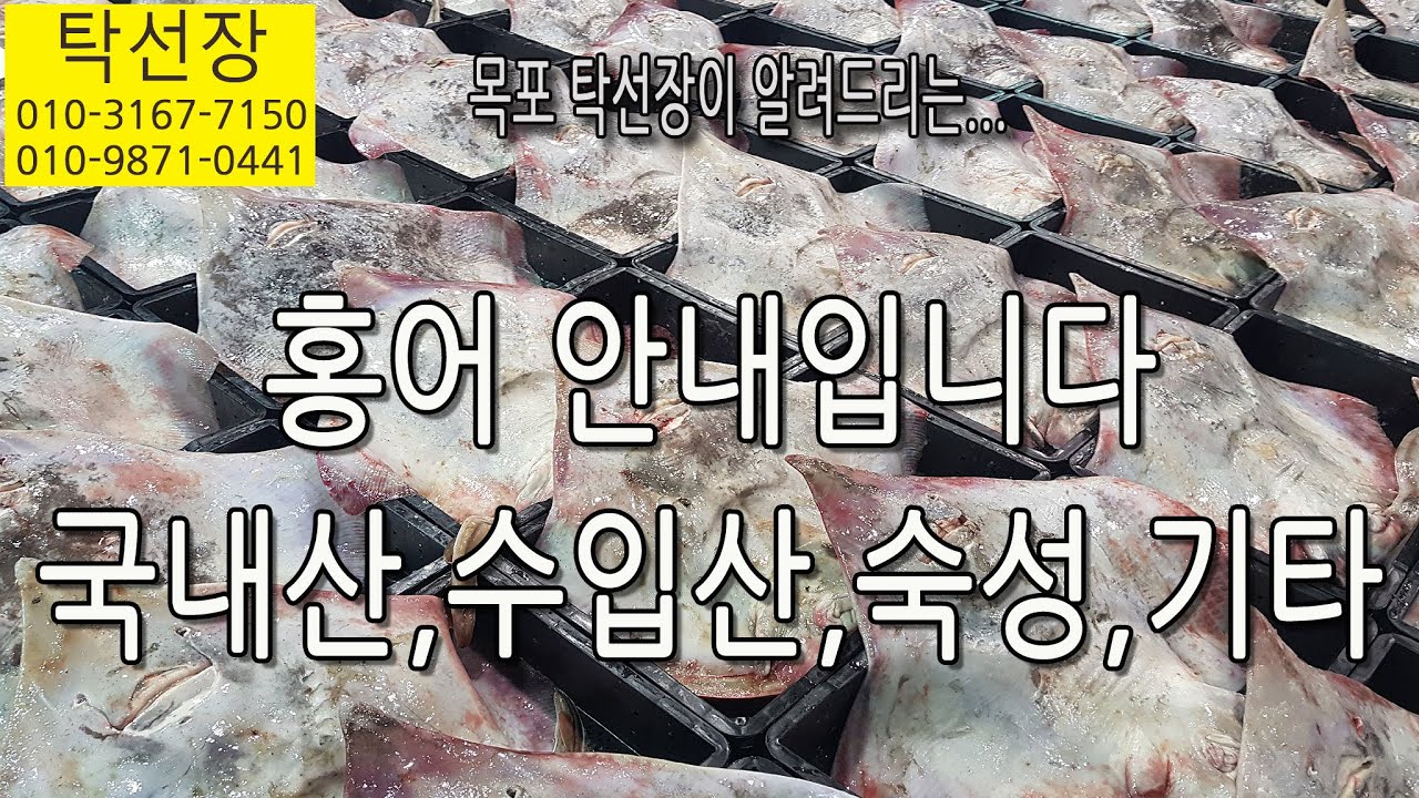 맛있는 홍어, 국내산, 수입산, 숙성, 손질, 보관, 금어기, 기타 안내 입니다. (탁선장 목포 남도농수산 010 3167 7150. 010 9871 0441)
