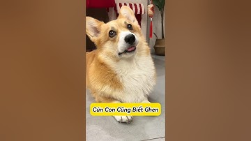 🐶 Cún Con Cũng Biết Ghen Sao? #thúcưng #vậtnuôi #chómèohàihước #funny #pets #cat #cute