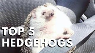 Top 5 Hedgehogs Who Are Totally Terrific!