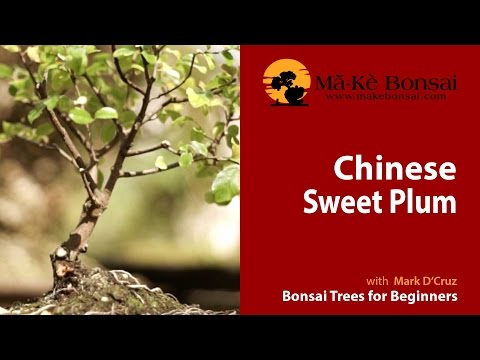 63) How to do Sageretia theezans, Chinese Sweet Plum Bonsai