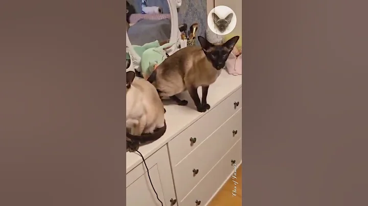 Watch the video about The tenacity of cats is admirable 😊👍😊 cat and toy | oriental cats | cat family 😊