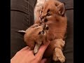 Маленькие котята каркала. A little beautiful caracal kittens!)