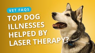 Top Dog Illnesses Helped by Laser Therapy - Ask a Vet