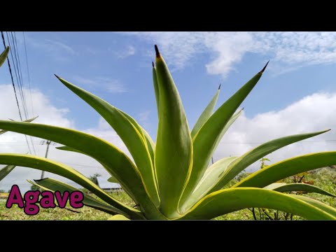 Video: Agave Amerika: deskripsi dan perawatan