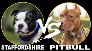 Staffordshire Bull Terrier vs. Pitbull: What Are the Differences?