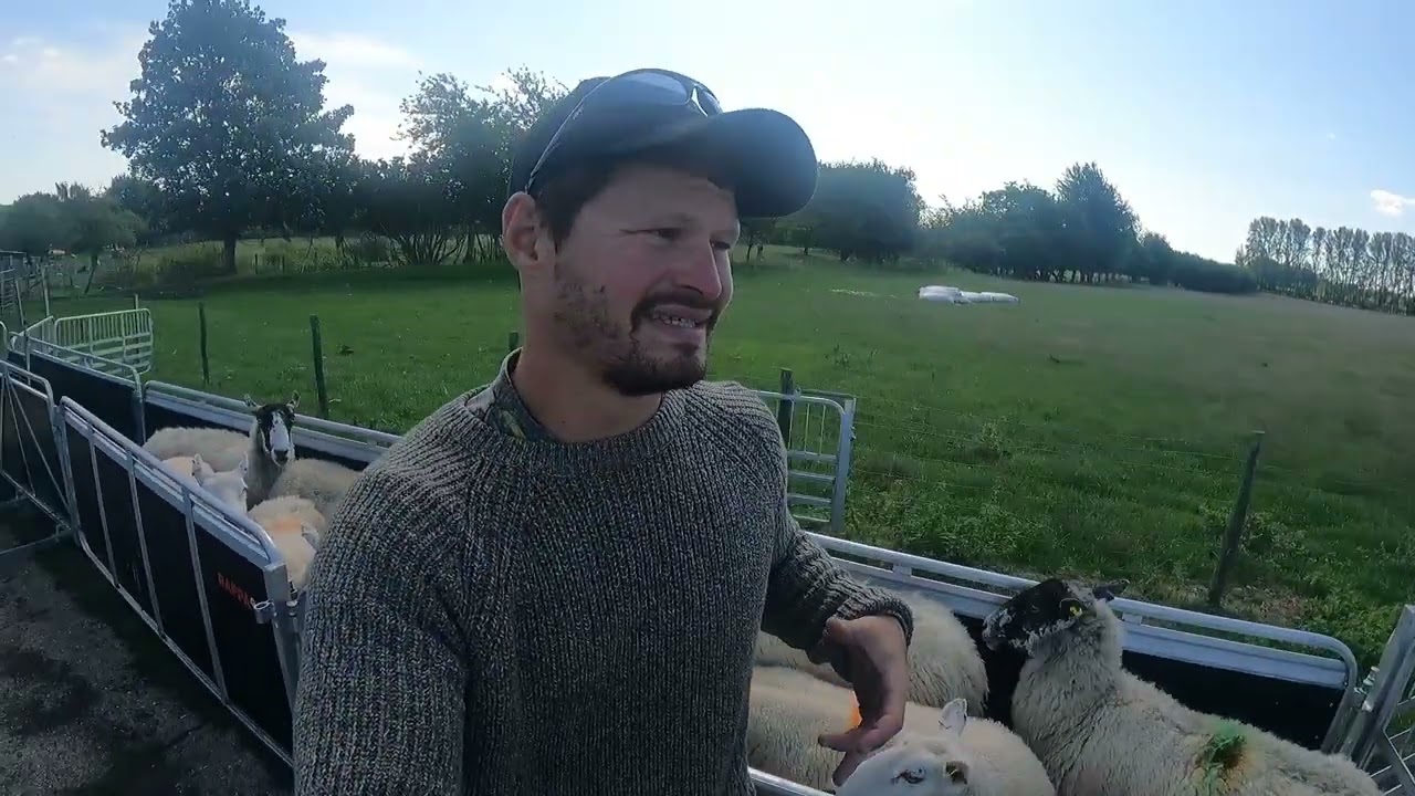 Buying sheep!