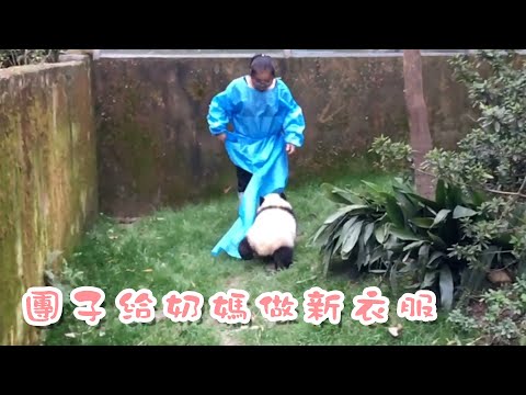 《熊貓早晚安》奶媽別跑，我可是專業服裝設計師 | iPanda熊貓頻道