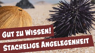Seeigel: So viele verschiedene Arten gibt es | Tierisch was los!