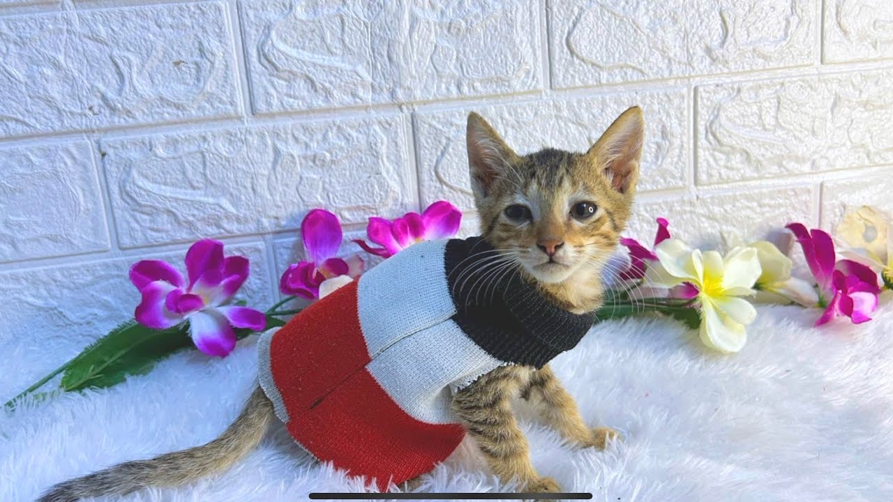 Make Your Own Adorable CAT Sweater At Home DIY Pet Clothes cat make-your-own-adorable-cat-sweater-at-home-diy-pet-clothes-cat