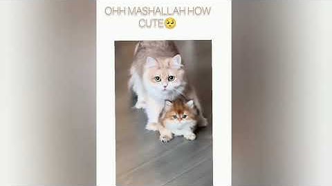 Lil cute & adorable videos of domestic animals in 2025🥹| the cuteness melts my heart 🥹❤️|