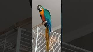 Говорящий попугай сине-жёлтый ара (Ara ararauna) Рони разговаривает и кричит.