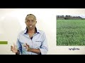 How to control fungal infections on barley and wheat