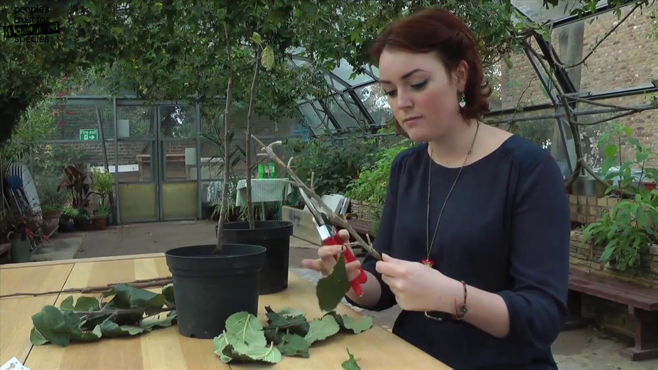 Bud Grafting - a video guide to bud grafting fruit trees ...