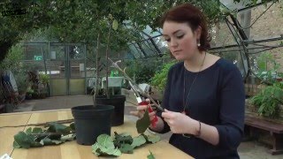 Bud Grafting - a video guide to bud grafting fruit trees for beginners