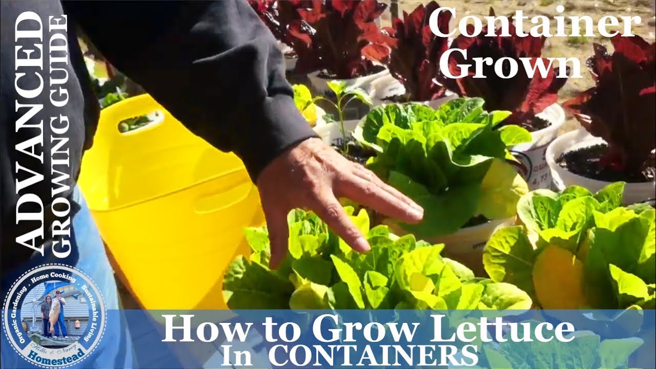 How to Grow Lettuce in Containers (ADVANCED) Growing Guide YouTube