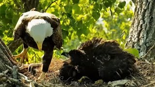 Decorah Eagles. HM brings a bird. DH2 mantles and doesn't want any help - explore.org 05-26-2023