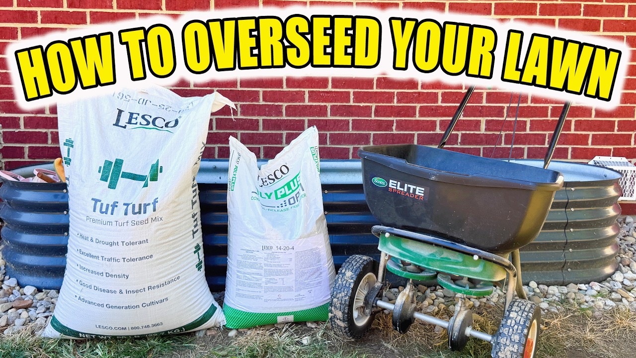 How to Overseed Your Lawn | DIY Step by Step - YouTube
