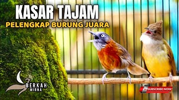 🔴KOMBINASI MASTERAN SUPER KASAR - CUCAK JENGGOT TEPUS KEPALA ABU cocok buat murai batu, ijo, cendet