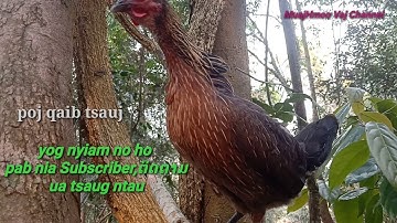 Poj qaib dib tsauj zoo heev