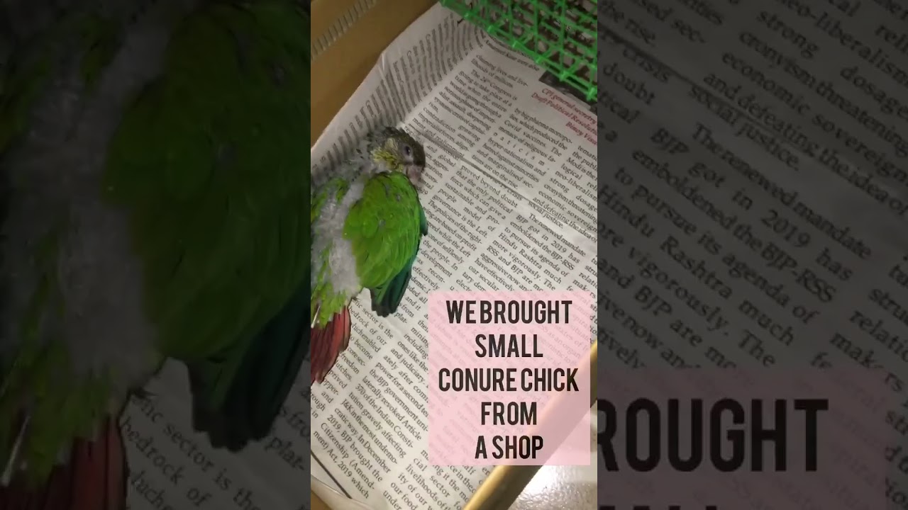 Conure chick died😭😞| last min with conure😞 | Missyou lost 4k😭 