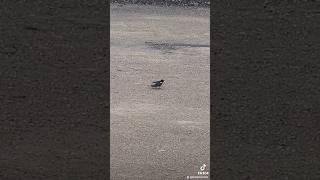 Mr Chris today bird watcher #funny