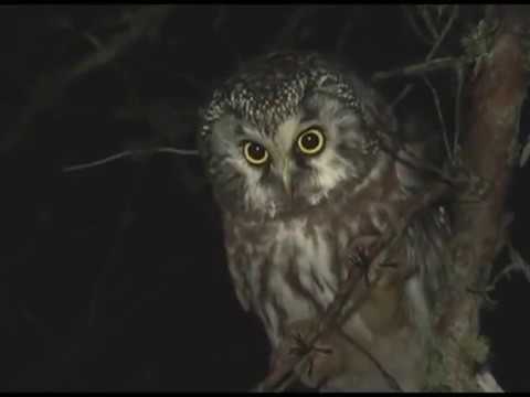 Boreal Owls In Michigan Youtube