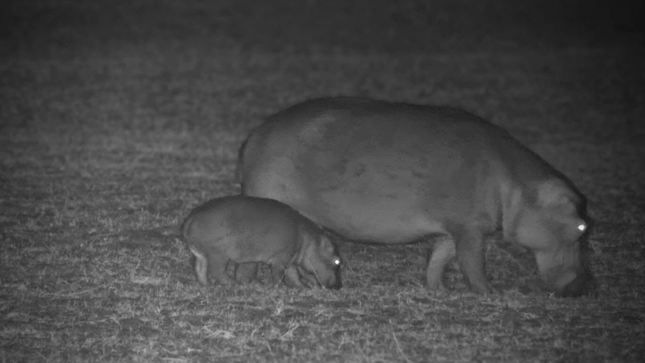sleepy-baby-hippo-youtube