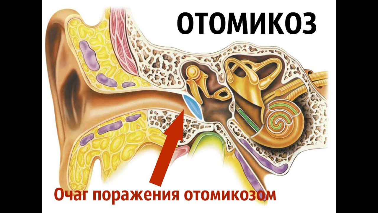 В каком органе слуха размещаются слуховые косточки. Строение среднего уха человека анатомия. Строение слухового аппарата человека. Слуховой аппарат строение уха. Строение среднего уха человека.
