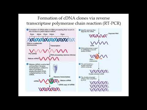 Gene Technology | Complementary DNA (cDNA)