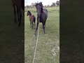 Обучение лошади с нуля