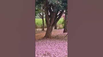 #ارح قلبك #تلاوه عطره من سورة النبأ