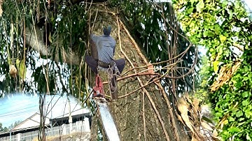 Cưa Cây Bạch Đàn ,Tràm Bông vàng, dây leo,Um Tùm, Ở ba chúc, gần đường dây điện, Kỹ Thuật