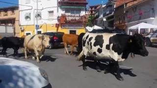 La trashumancia sigue viva, vacas llevadas a la sierra a su paso por Madrigal de la Vera