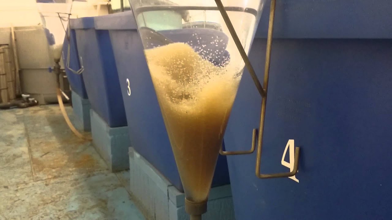 Carp fish farm hatchery YouTube