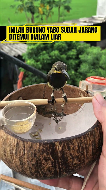 burung sogok ontong langka #burung #mangkicauoffecial #kicaumania #burungkicaudialamliar #birds