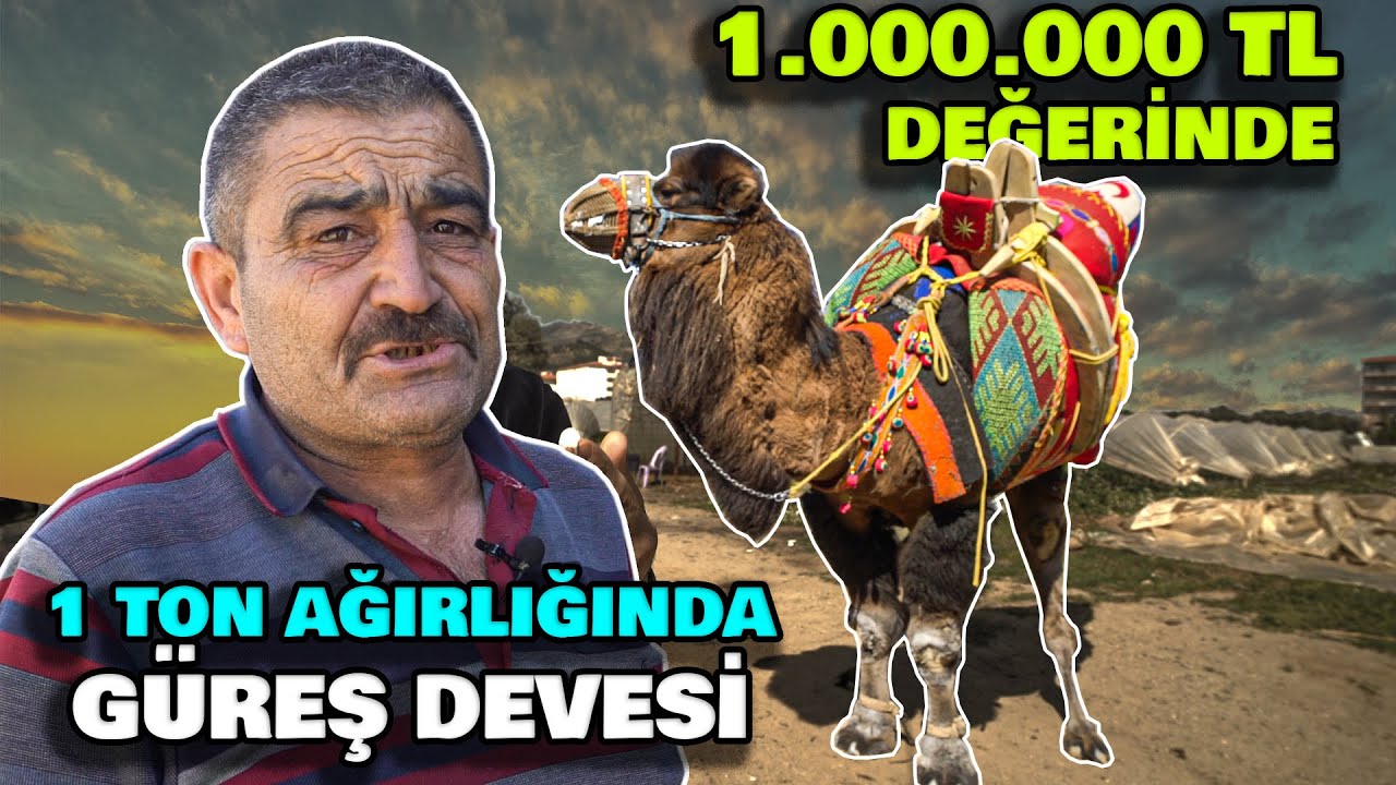 FİYATLARI 5.000.000 TL'YE KADAR ÇIKAN GÜREŞ DEVELERİ!