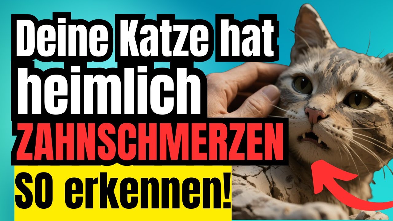Zahnkrankheiten bei Katzen: Die Warnzeichen, die die meisten Halter übersehen