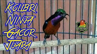 Suara Pikat Burung Kecil | Kolibri Ninja Gacor Juara