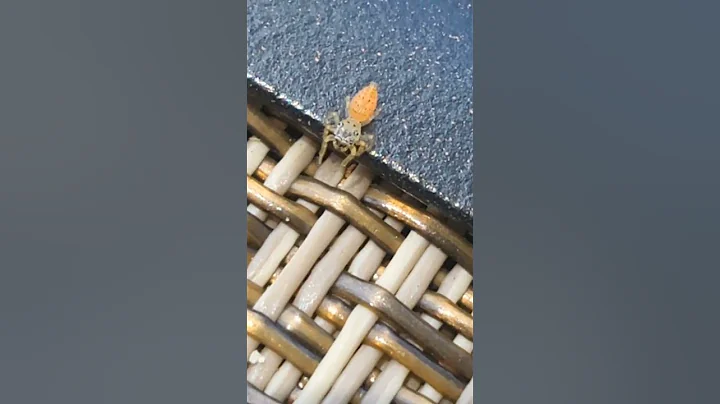 SPIDER - 天天要闻