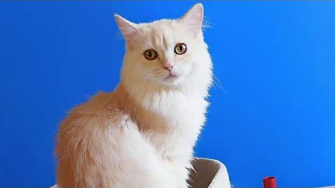 Video 11245051: kittens cutecat catlife catlover, catlovers kitten cats catlife, catlife cutecats funnycats catlove, cute kittens playing